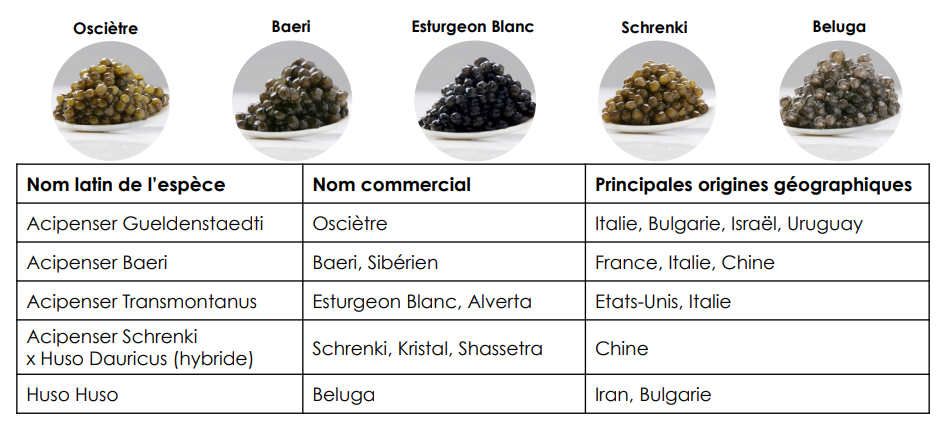 comment choisir le caviar pourdebon