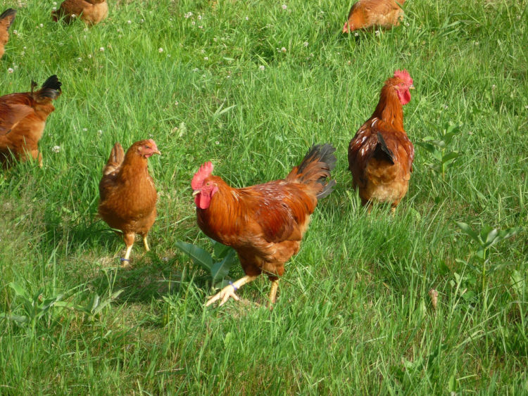 comment choisir un poulet fermier pourdebon