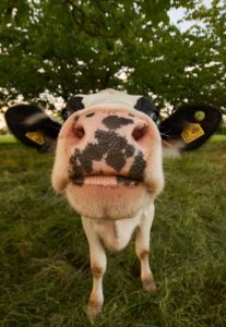 Quelles sont les races bovines à viande en France ? 