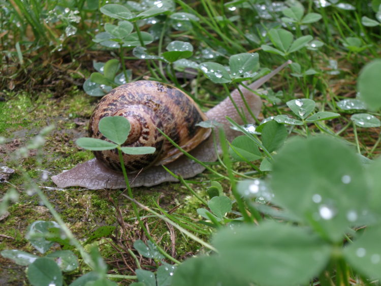 Ferme hélicicole de l'Avesnois - L'escargot de ch'Nord