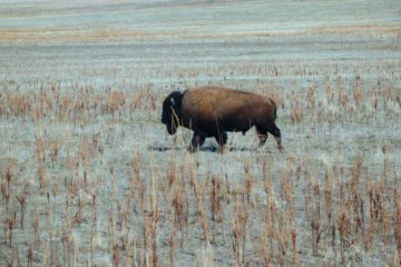 viande de bison origine france