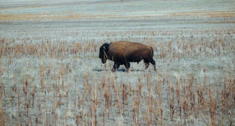 viande de bison origine france