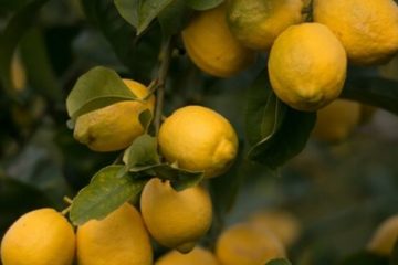 citron de menton