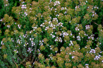 photo herbes de provence