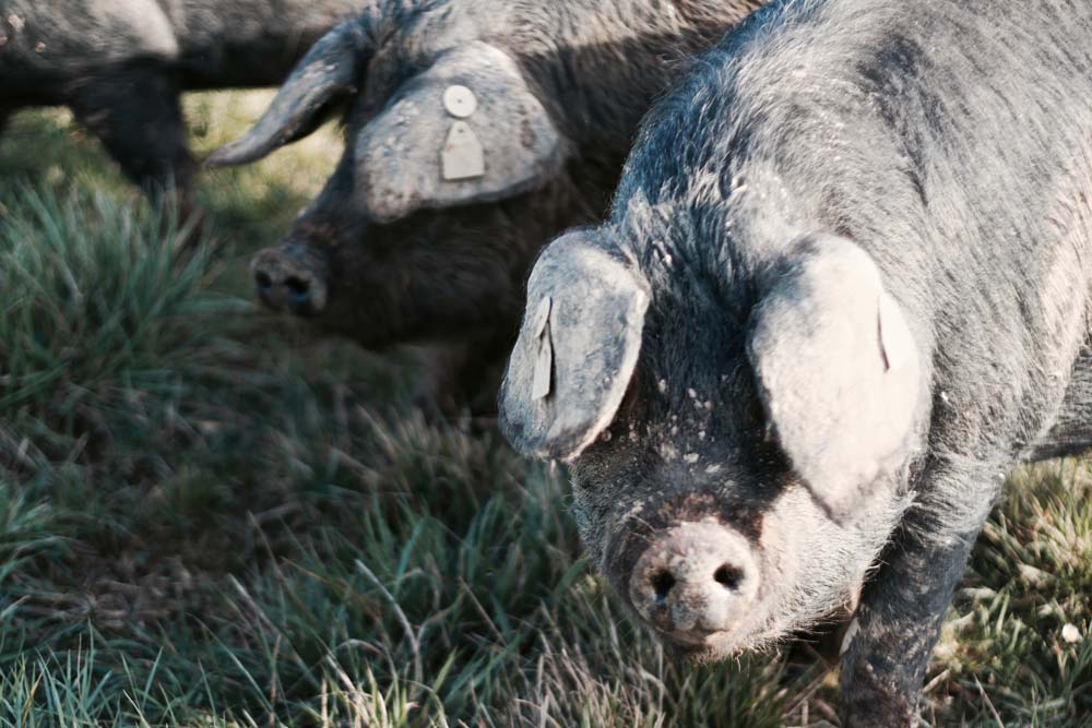 Les meilleures races de porc en France Pourdebon — free download