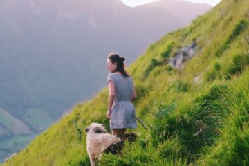 ossau iraty et transhumance dans la montagne