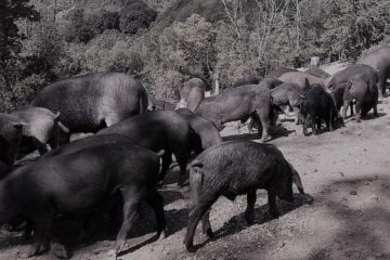 le cochon corse : la race nustrale