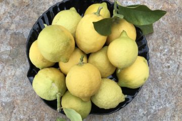 citron feminnello