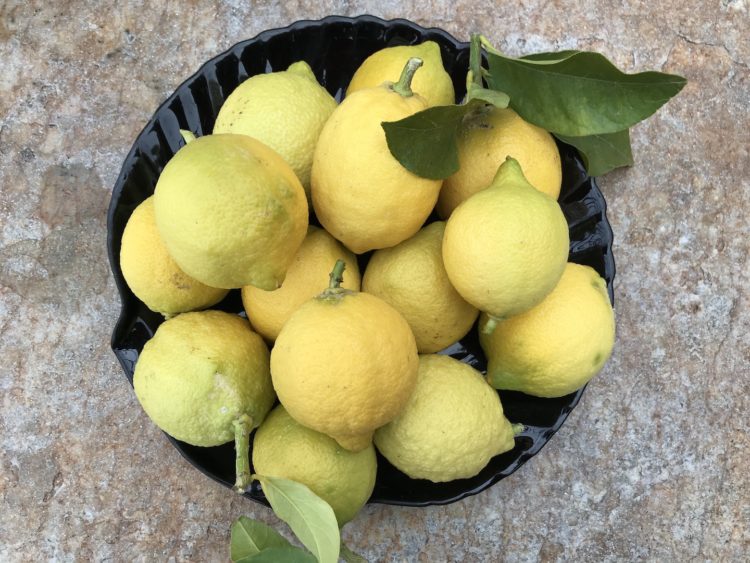 citron feminnello