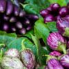 aubergine : tout savoir sur ce légume d'été