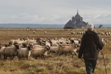 L'élevage d'agneau de pré-salé de la Ferme des Obiones, à deux pas du Mont Saint-Michel