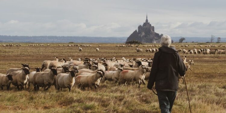 L'élevage d'agneau de pré-salé de la Ferme des Obiones, à deux pas du Mont Saint-Michel