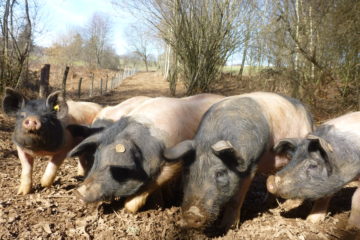 L'élevage de porcs Cul Noir du Limousin se pratique de façon extensive, en plein air. Les animaux mangent ce que la nature leur offre, et spécialement des glands et des châtaignes en automne.