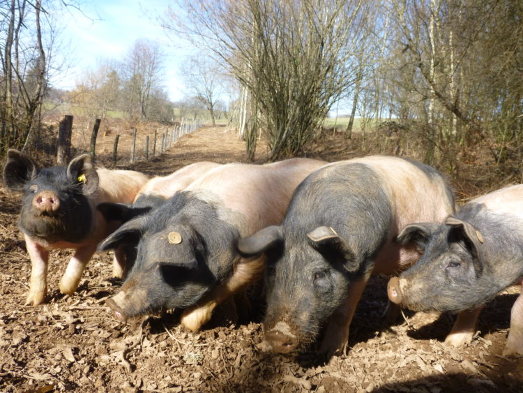 L'élevage de porcs Cul Noir du Limousin se pratique de façon extensive, en plein air. Les animaux mangent ce que la nature leur offre, et spécialement des glands et des châtaignes en automne.