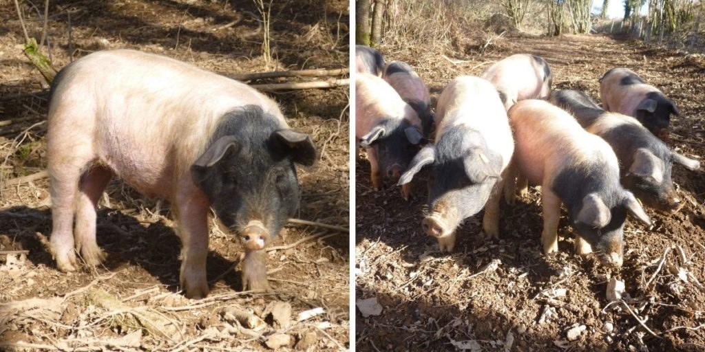 Les cochons Cul Noir Limousin sont élevés en plein air, durant 18 mois. Cette croissance lente favorise la production d'une viande de qualité et d'un gras exceptionnel. 