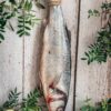 Tout savoir sur le bar sauvage