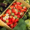 La culture de la fraise : en pleine terre ou hors sol