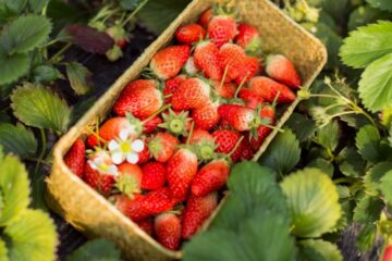 La culture de la fraise : en pleine terre ou hors sol