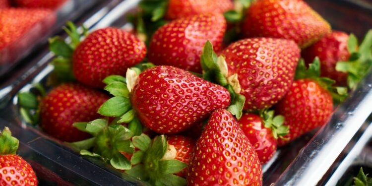 Comment conserver des fraises