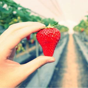 La culture de la fraise