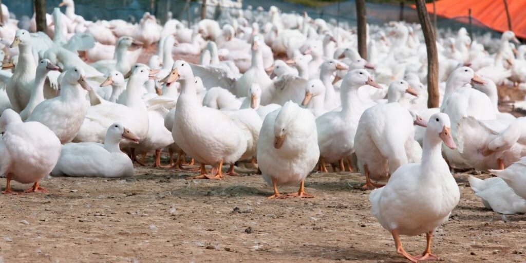 grippe aviaire 2022 : les pénuries à prévoir pour Noël