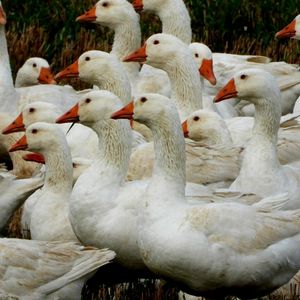 Grippe aviaire 2022 : une pénurie de foie gras pour Noël ?