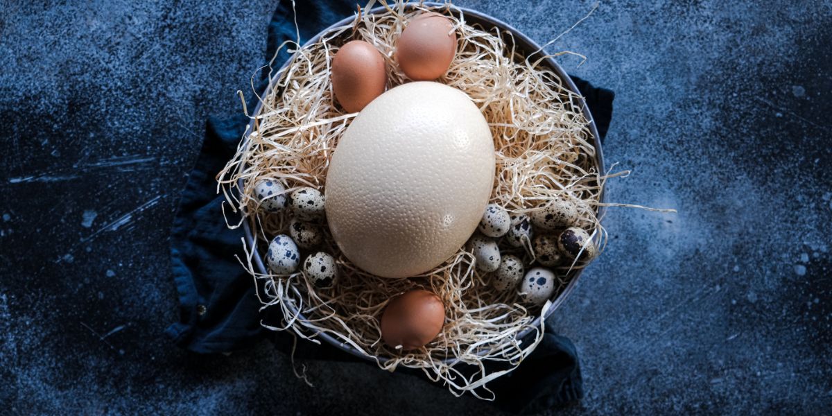 1 Oeuf D'autruche Vaut Combien D'oeuf De Poule
