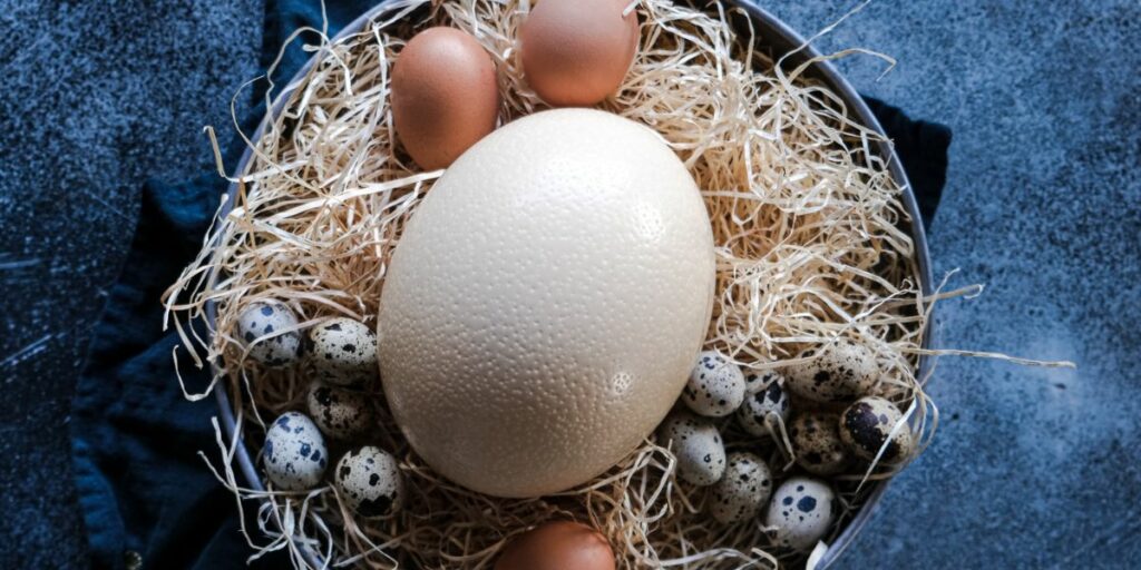 Comment ouvrir un oeuf d'autruche ? - Blog de Pourdebon.com