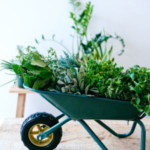 Tout savoir sur les herbes aromatiques