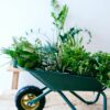 Tout savoir sur les herbes aromatiques