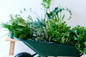Tout savoir sur les herbes aromatiques