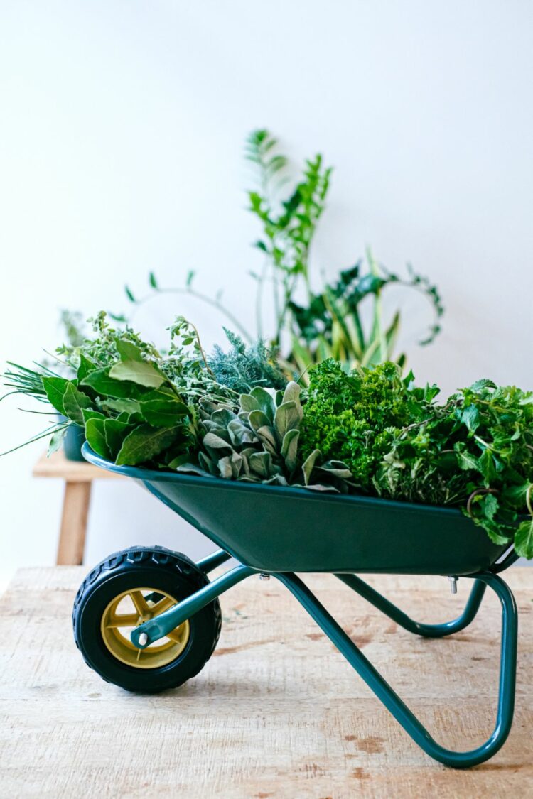 Tout savoir sur les herbes aromatiques