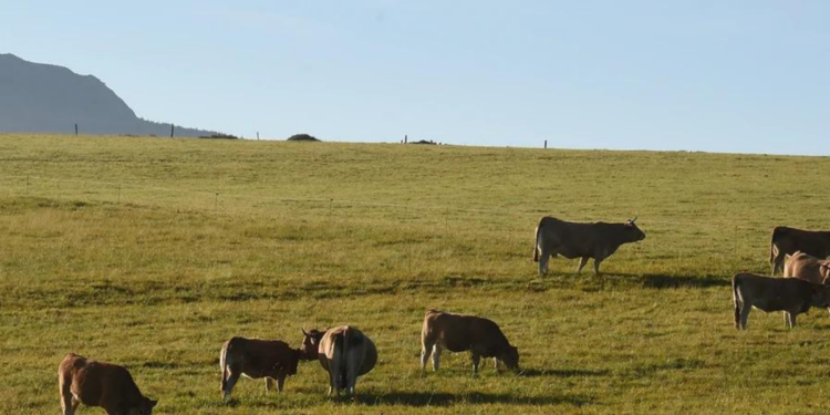 AOP Fin gras du Mézenc