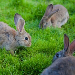 Cuniculteur, un métier qui a toujours un lapin dans son chapeau