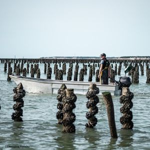 Mytiliculteur, un métier qui révèle une perle dorée