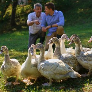 Aviculteur, un métier très "mère poule"