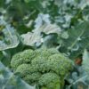 Tout savoir sur le brocoli