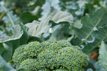 Tout savoir sur le brocoli