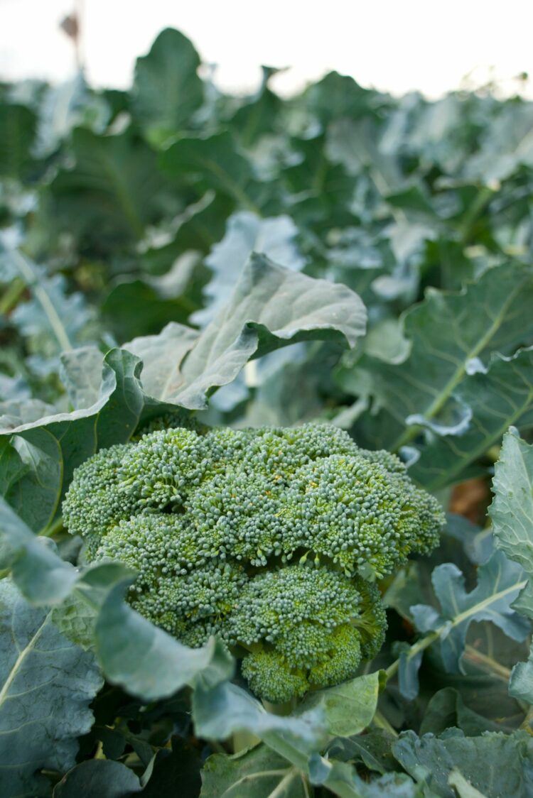 Tout savoir sur le brocoli