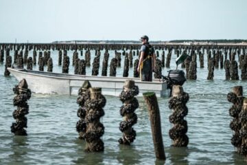 Mytiliculteur, un métier qui révèle une perle dorée