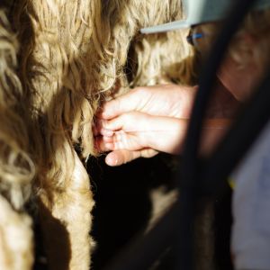 Eleveur ovin, un métier où on ne compte pas que les moutons...