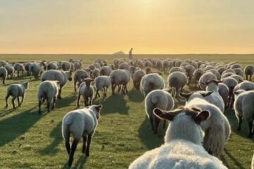 Eleveur ovin, un métier où on ne compte pas que les moutons...