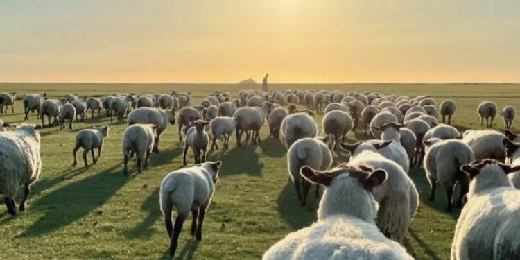 Eleveur ovin, un métier où on ne compte pas que les moutons...