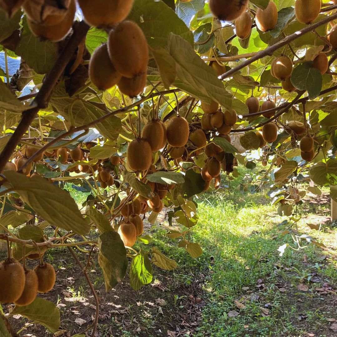 Tout Savoir Sur Le Kiwi De L Adour IGP Blog De Pourdebon
