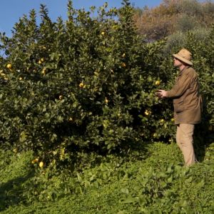 Agrumiculteur, un métier qui a du pep's