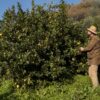 Agrumiculteur, un métier qui a du pep's