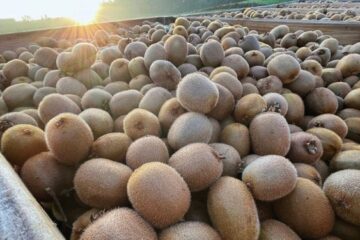 Tout savoir sur le kiwi de l'Adour IGP