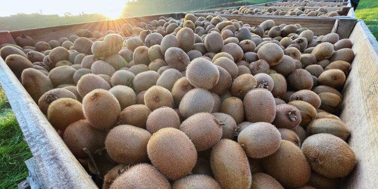 Tout savoir sur le kiwi de l'Adour IGP