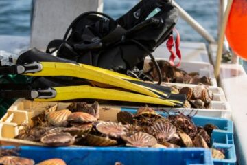 Tout savoir sur la coquille Saint-Jacques de plongée