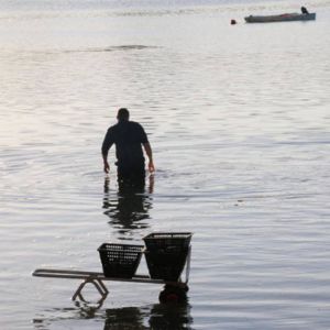 Vénériculteur, un métier les pieds dans l'eau